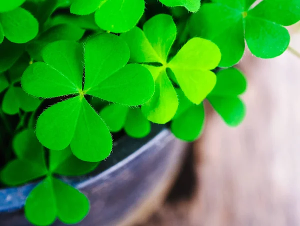 Fermer Trèfle Trois Feuilles Vieux Fond Bois Fête Saint Patrick — Photo