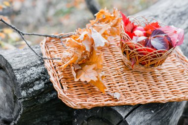 Sulu elma düşen sonbahar yaprakları tarafından çevrili bir hasır tepsi. Güzel şube ile kuru etrafında yalan. Beş .