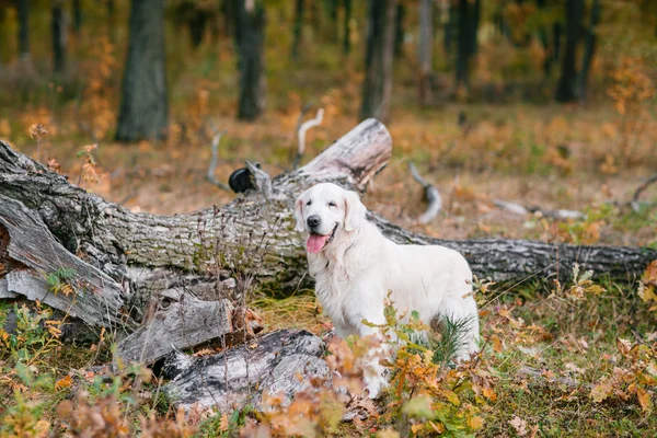 Herbst-Porträt von White Retriever groun-up liegt in gelben Blättern — Stockfoto