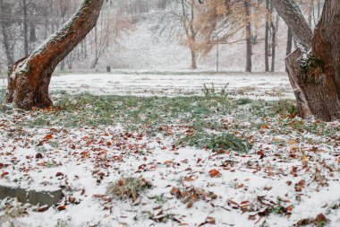 İlk kar şehirde. -kaplı sokakları. Sonbahar cityscape. yeşil yaprakları
