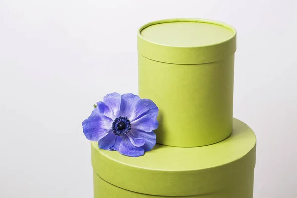 Δύο καπέλο χρώμα κουτί φυστίκια σοβατισμένες στον τοίχο. Gradien Ανεμώνη μωβ λουλούδι — Φωτογραφία Αρχείου