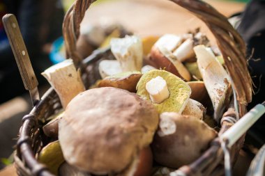 Orman malzeme çekme wickered sepete mantar. Taze masaya ham. Porcini veya beyaz mantar