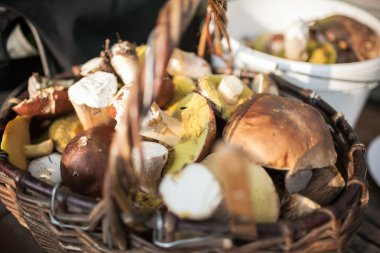 Orman malzeme çekme wickered sepete mantar. Taze masaya ham. Porcini veya beyaz mantar