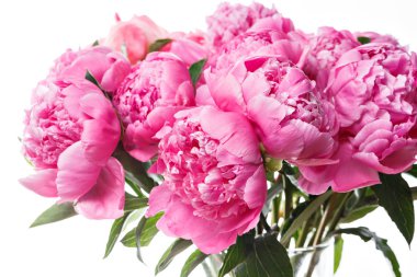 taze parlak çiçek açan peonies çiçekler beyaz arka plan üzerinde. ve pembe tomurcuk