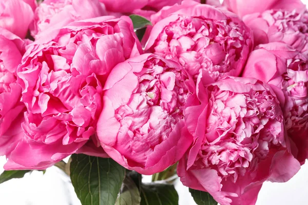 Verse lichte bloeiende pioenrozen bloemen op witte achtergrond. en roze bud — Stockfoto