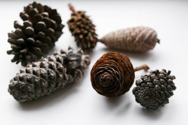 Çam kozalağı beyaz farklı görünümleri ayarlayın