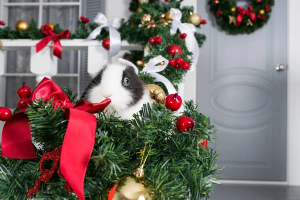 Kleines Kaninchen sitzt unterm Weihnachtsbaum — Stockfoto