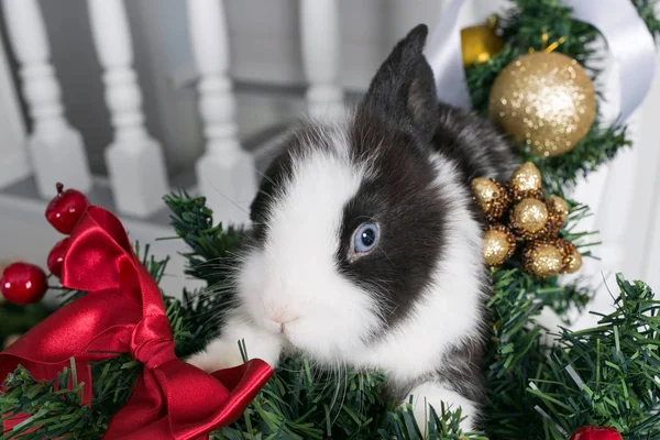 Маленький кролик сидит под елкой — стоковое фото
