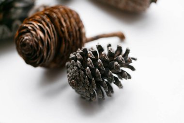 Çam kozalağı beyaz farklı görünümleri ayarlayın