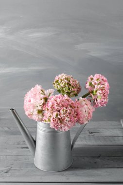 pembe Farsça düğün çiçeği çiçek. Kıvırcık Şakayık Düğünçiçeği metalik gri vintage sulama olabilir, kopya alanı içinde.