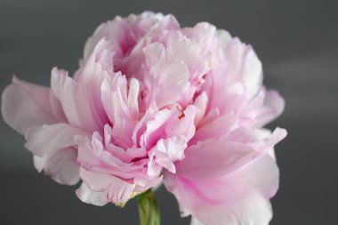 Pembe Şakayık çiçeği ile gri arka plan üzerinde bırakır.