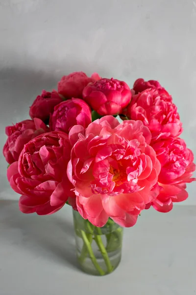 Bouquet of fresh coral peony flowers in glass vase on gray background. Grade of flowers CoralSharm — Stock Photo, Image