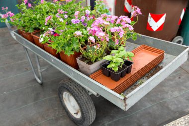 Dolu bir bahçe dükkan veya Park çiçek sepeti. içinde dikim için Saksı bitkileri yer açın.