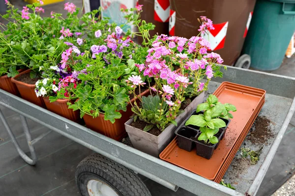 Cart full of flowers in a garden shop or Park. potted plants for planting in open ground.