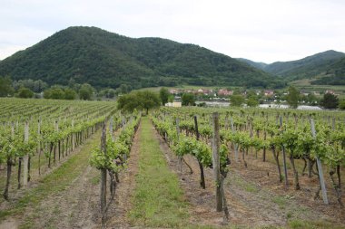 Wachau Vadisi Avusturya'da Tuna Nehri kıyısında bağ içinde üzüm Vines bir satır deseni