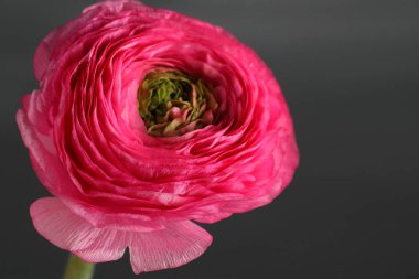 Çok renkli düğün çiçeği, Düğünçiçeği gri arka plan üzerinde cam vazoda