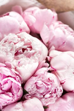 Cam vazo içinde pembe peonies. Retro fotoğraf tarz. yakın çekim