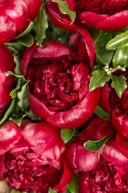 Vazoda kırmızı peonies. Retro fotoğraf tarz. yakın çekim