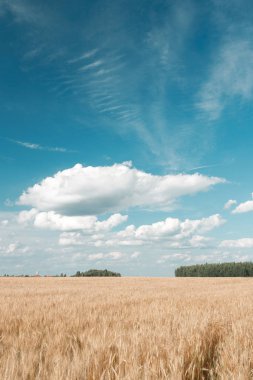 Altın buğday alan ve mavi gökyüzü. Olgun Tahıl hasat zamanı