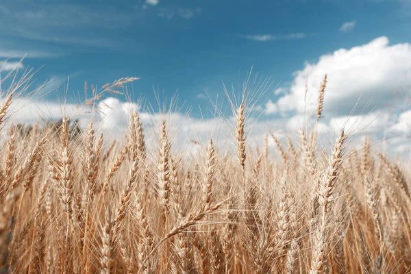 Campo di grano dorato e cielo blu. Tempo di raccolta dei cereali maturi — Foto Stock
