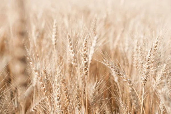 Campo di grano. Orecchie di grano dorato da vicino. Paesaggio rurale sotto la luce del sole . — Foto Stock