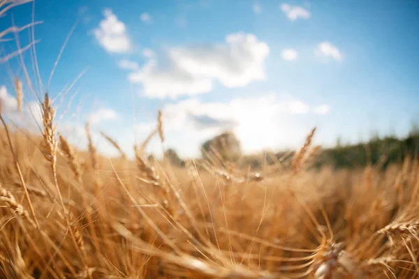 Sfocature astratte. Campo di grano. Orecchie di grano dorato da vicino. Paesaggio rurale sotto il tramonto splendente. messa a fuoco selettiva da vicino — Foto Stock