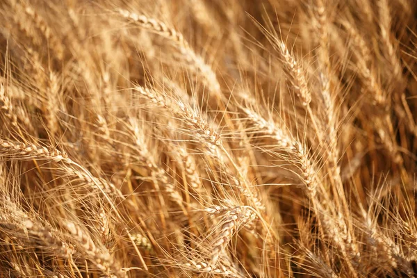 Campo di grano. Orecchie di grano dorato da vicino. Paesaggio rurale sotto il tramonto splendente. primo piano — Foto Stock