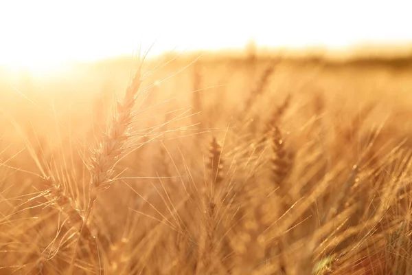 Campo di grano. Orecchie di grano dorato da vicino. Paesaggio rurale sotto il tramonto splendente. messa a fuoco selettiva da vicino — Foto Stock