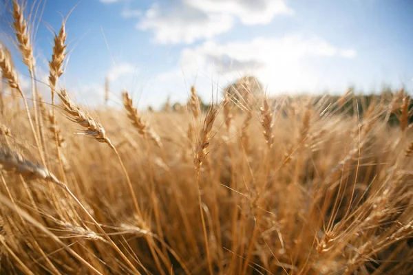 Campo di grano. Orecchie di grano dorato da vicino. Paesaggio rurale sotto il tramonto splendente. messa a fuoco selettiva da vicino — Foto Stock