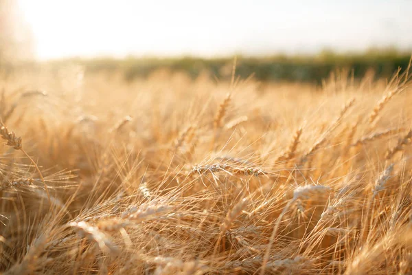 Campo di grano. Orecchie di grano dorato da vicino. Paesaggio rurale sotto il tramonto splendente. messa a fuoco selettiva da vicino — Foto Stock