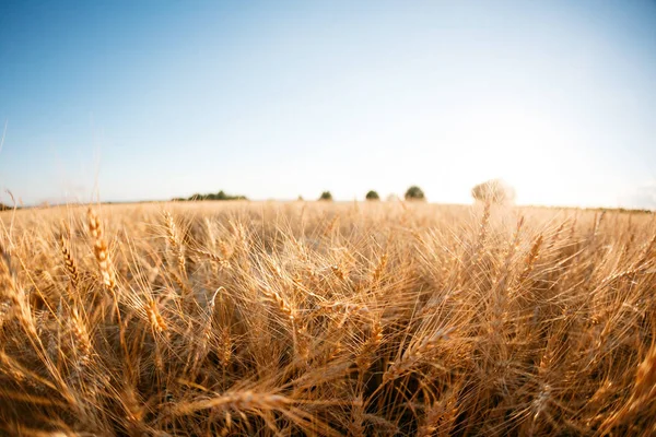 Campo di grano. Orecchie di grano dorato da vicino. Paesaggio rurale sotto il tramonto splendente. messa a fuoco selettiva da vicino — Foto Stock