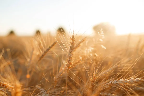 Campo di grano. Orecchie di grano dorato da vicino. Paesaggio rurale sotto il tramonto splendente. messa a fuoco selettiva da vicino — Foto Stock