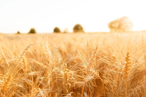 Pšeničné pole. Uši pšenice golden zblízka. Venkovská krajina pod zářící západ slunce. Detail selektivní fokus — Stock fotografie