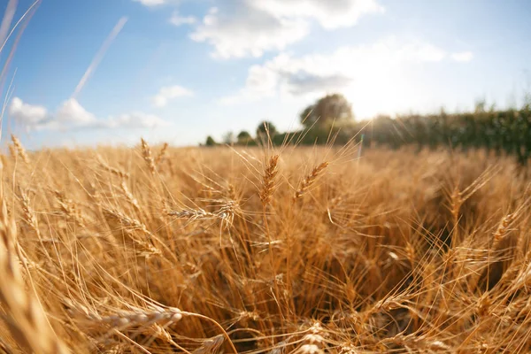 Campo di grano. Orecchie di grano dorato da vicino. Paesaggio rurale sotto il tramonto splendente. messa a fuoco selettiva da vicino — Foto Stock