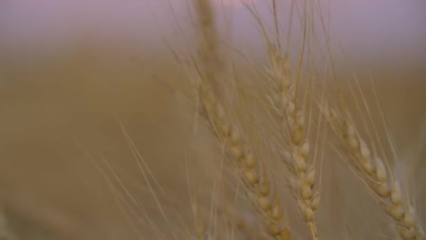 Buğday alan. Altın buğday kulaklarını kapat. Güzel doğa günbatımı manzara. Kırsal günbatımı manzara. Çayır buğday alan kulakları olgunlaşma, arka plan. Zengin kavramı hasat. — Stok video