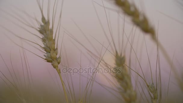 Пшеничное поле. Уши золотой пшеницы закрываются. Природный ландшафт заката. Сельские пейзажи заката. Фон спелых колосьев лугового пшеничного поля. Концепция богатого урожая . — стоковое видео