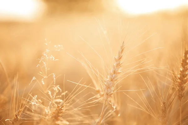 Campo di grano. Orecchie di grano dorato da vicino. Paesaggio rurale sotto il tramonto splendente. primo piano — Foto Stock