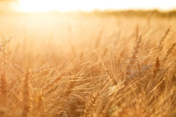 Campo di grano. Orecchie di grano dorato da vicino. Paesaggio rurale sotto il tramonto splendente. primo piano — Foto Stock