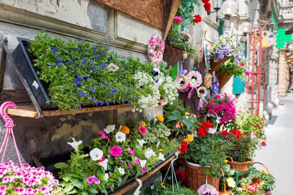 çiçekçi dükkanı açık renkli saksı ile stand