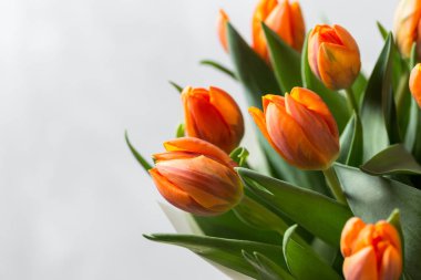 Güzel turuncu ve Sarı laleler ışık gri duvar. Çiçek arka plan. Sıcak renkler. kopya alanı