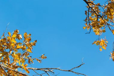 Sonbahar mavi gökyüzü arka plan ile bırakır. Sonbahar parkta renkli yeşillik