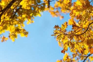 Sonbahar mavi gökyüzü arka plan ile bırakır. Sonbahar parkta renkli yeşillik