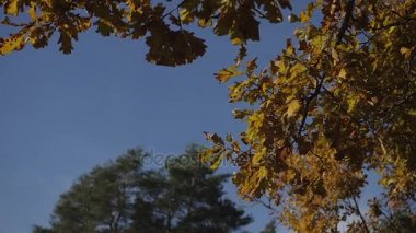 Sonbahar mavi gökyüzü arka plan ile bırakır. Renkli yeşillik sonbahar parkta. Rüzgar hışırtı