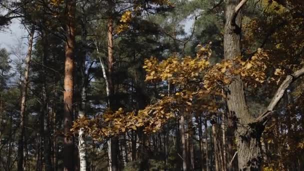 Foglie di autunno con lo sfondo cielo blu. Fogliame colorato nel parco autunnale. il fruscio del vento — Video Stock