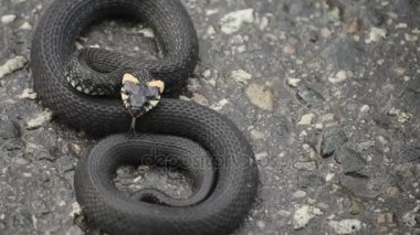 Siyah natrix. Çim kaldırım üzerinde kıvrılıp yılan