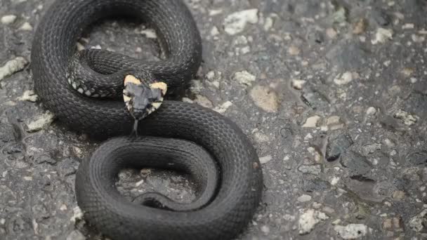 Black Natrix. Grama cobra enrolada no pavimento — Vídeo de Stock