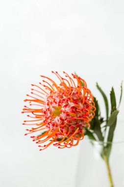 Beyaz zemin üzerine kırmızı Leucospermum Nutans çiçek