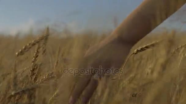 Una linda chica más joven camina a través de un campo de trigo amarillo dorado tocando las cáscaras durante el atardecer, o la hora mágica. Como se ve desde atrás en un ángulo bajo — Vídeos de Stock