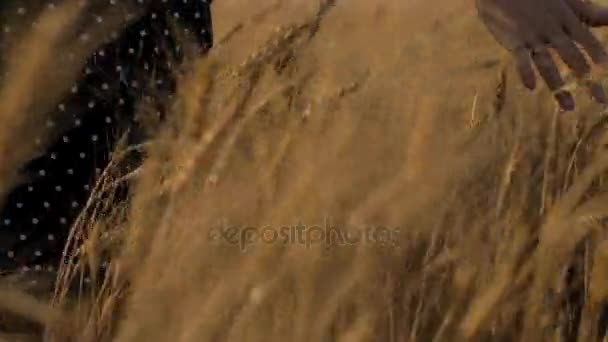 Симпатична молодша дівчина проходить через золото-жовте пшеничне поле, торкаючись лушпиння під час сутінків, або чарівну годину. Як видно ззаду під низьким кутом — стокове відео