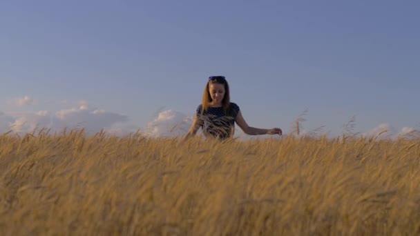 Una linda chica más joven camina a través de un campo de trigo amarillo dorado tocando las cáscaras durante el atardecer, o la hora mágica. Como se ve desde atrás en un ángulo bajo — Vídeo de stock